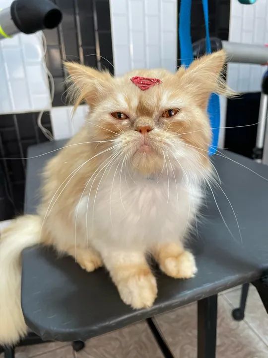 Gato para Adoção - Foto 3