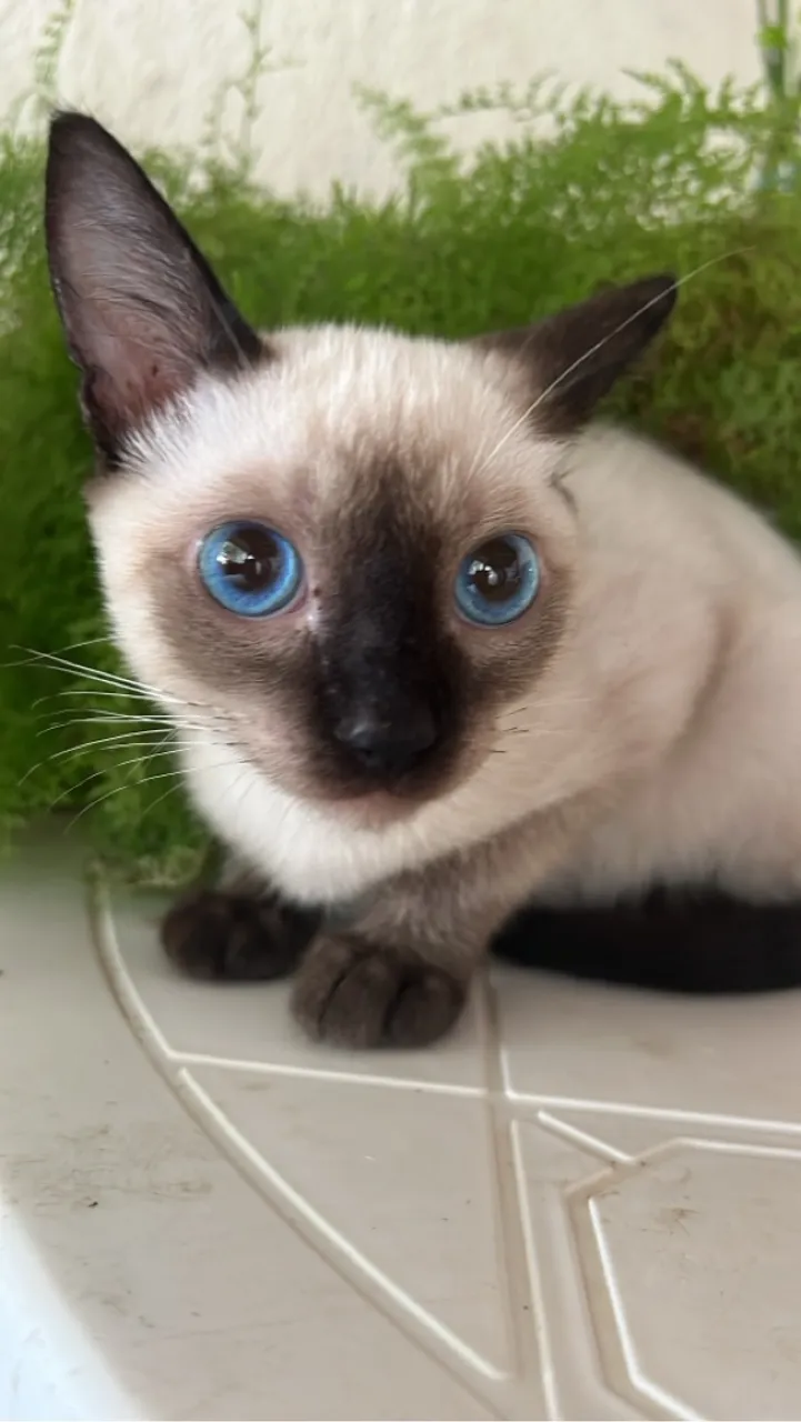 Filhote de gato siamês