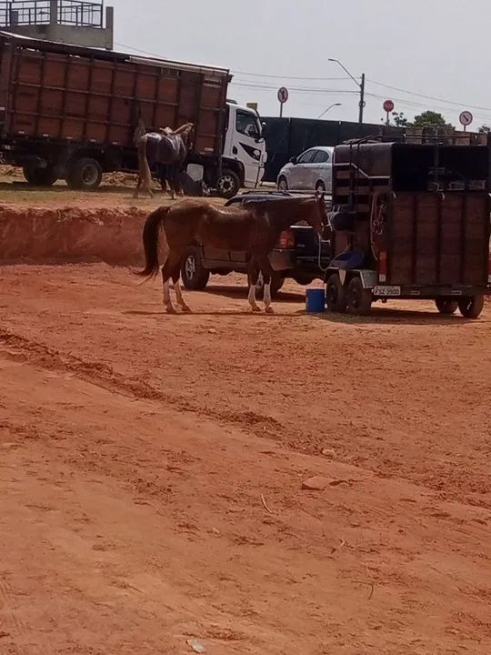 Venda de égua mangalarga  - Foto 6