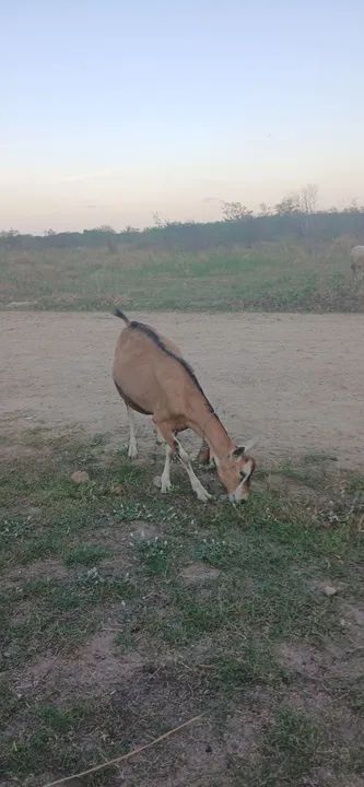 Cabras, borregas e bodinho