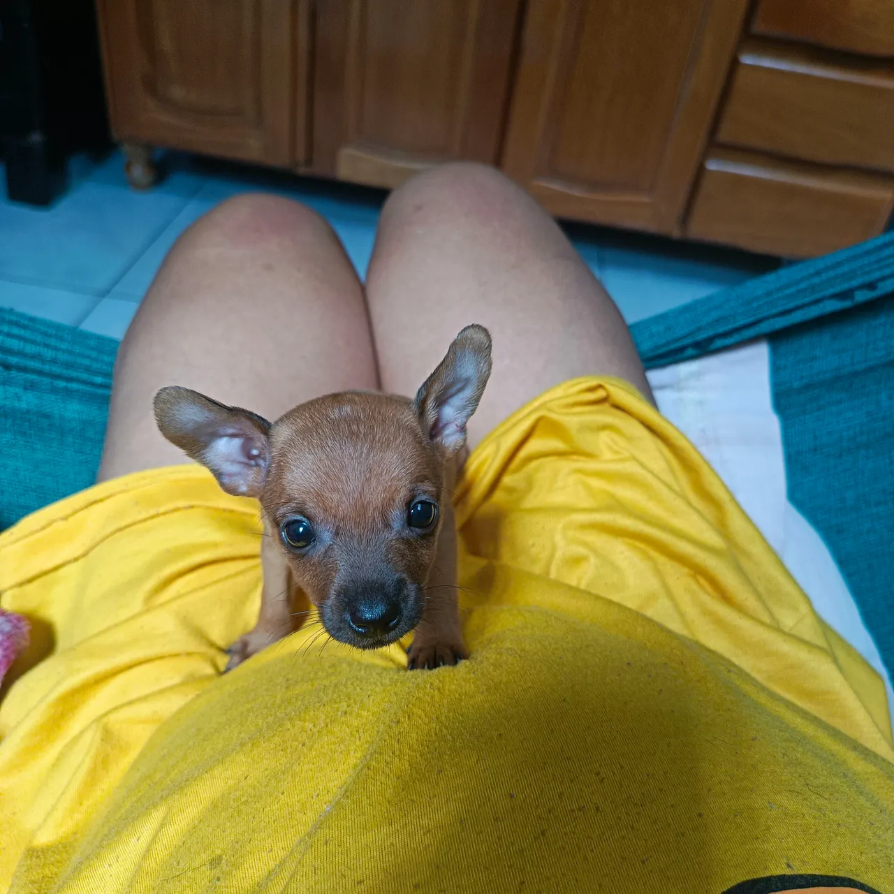 Filhote de Casal de Pinscher disponível para adoção!
