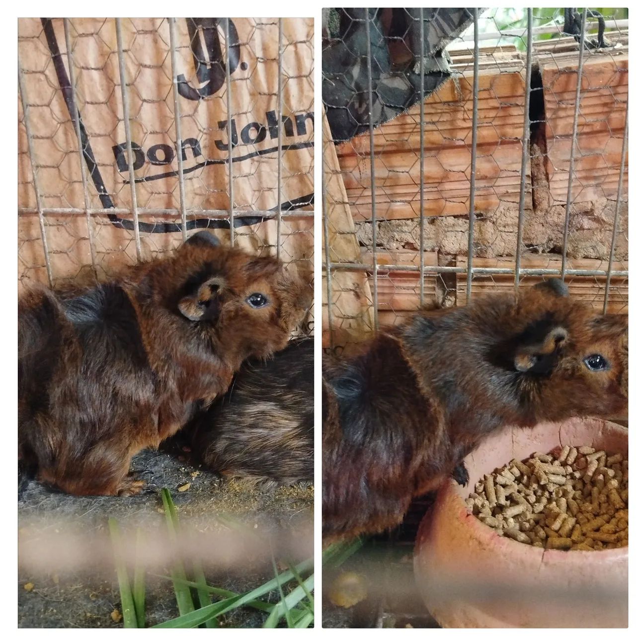 Porquinho da índia  - Foto 4