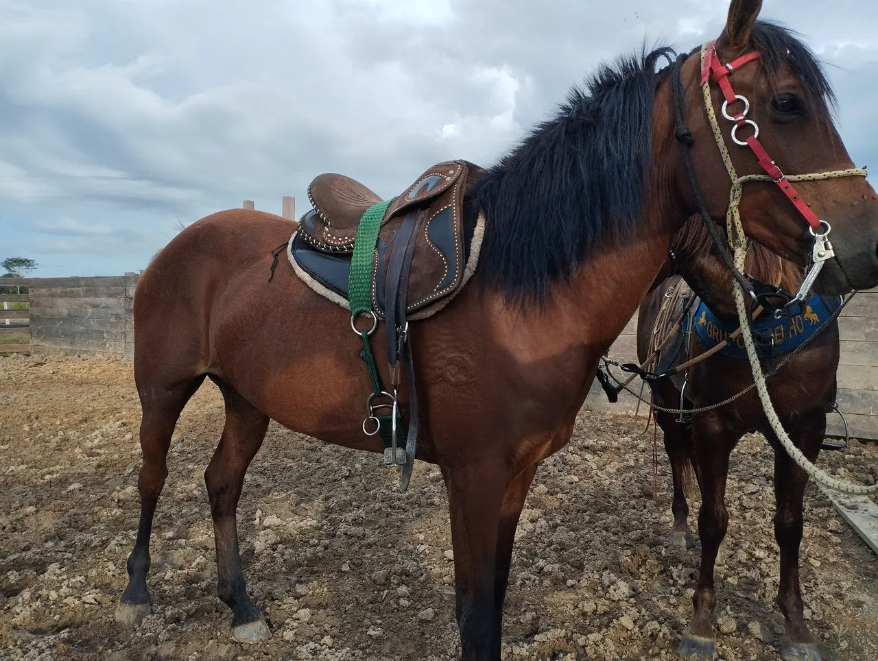 Égua castanha mestiça campeã em argolinha