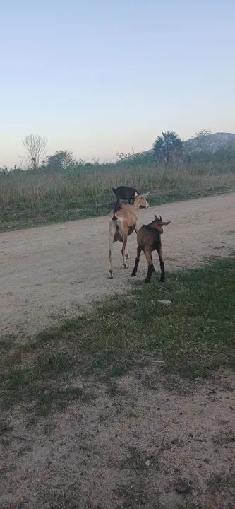 Cabras, borregas e bodinho - Foto 3