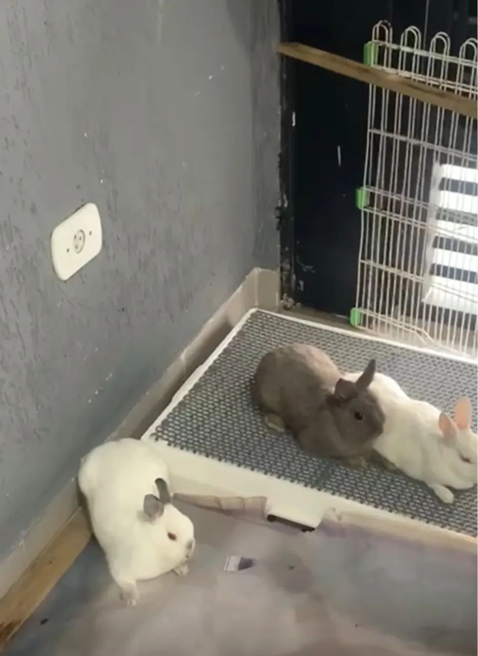 3 coelhos netherland  - Foto 2