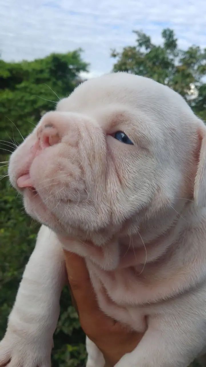 American Bully micro 