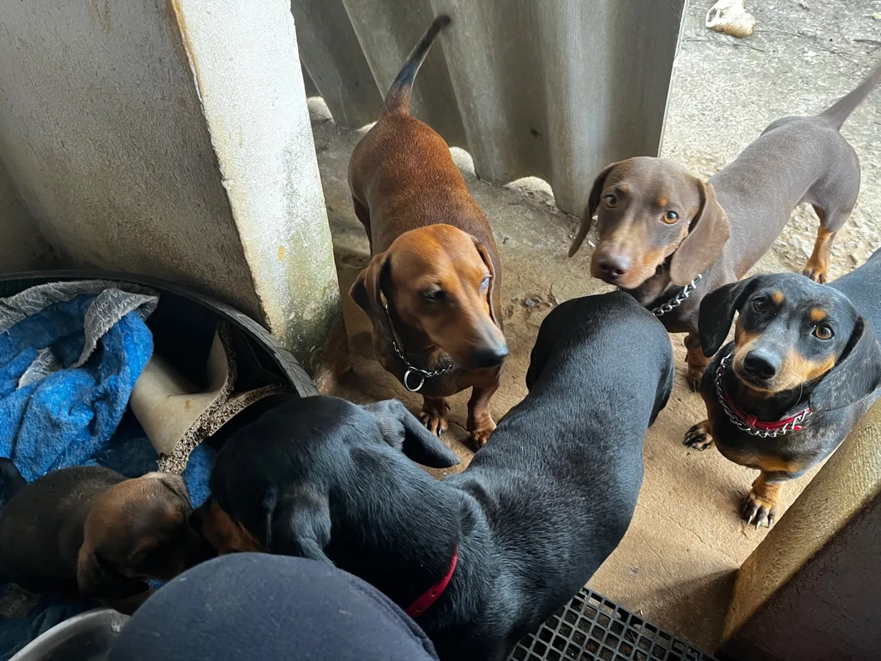 Oportunidade unica danchuhald macho cor clara sólido olhos claros. Por apenas 700,00