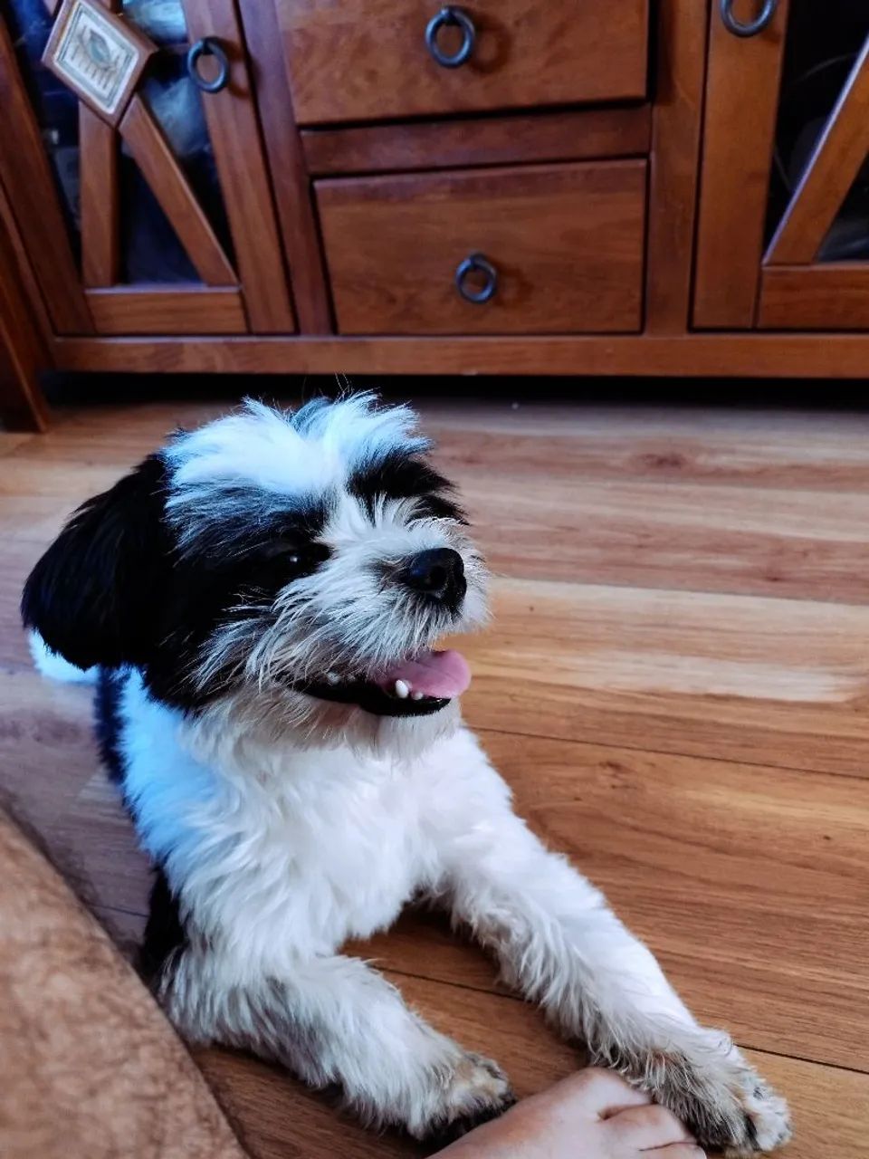 Adoção Filhote de Shih Tzu