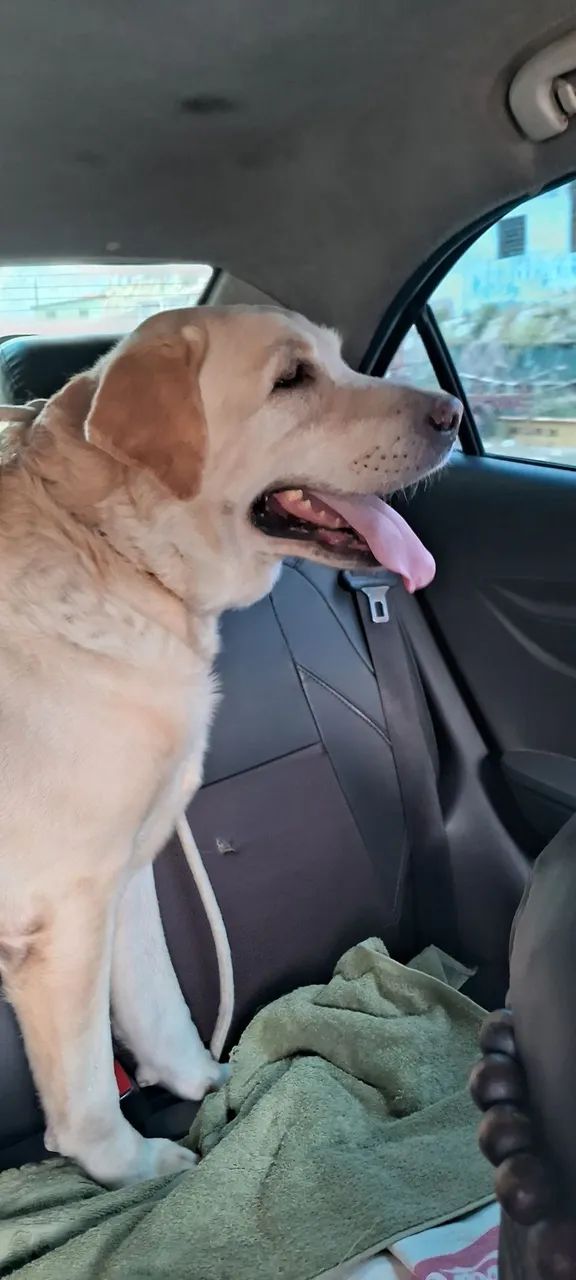 Labrador puro macho e super dócil disponível  