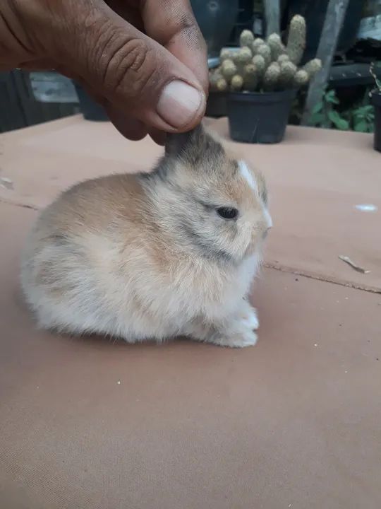 Coelho anão importado Netherland dwarf  - Foto 2