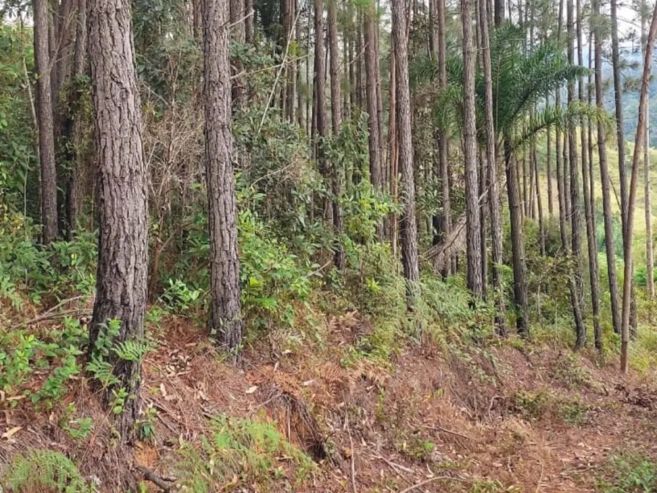 Terreno para Venda em São João Batista, São João Batista - Foto 3