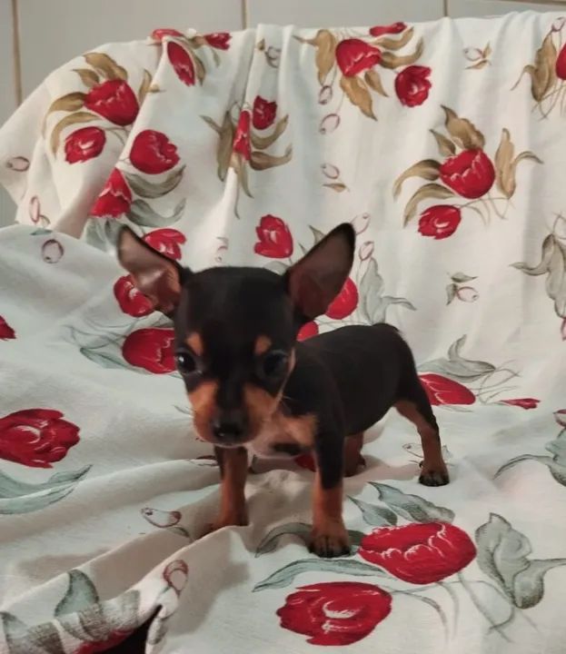 Pinscher macho número 1 valor r$ 800 - Foto 4