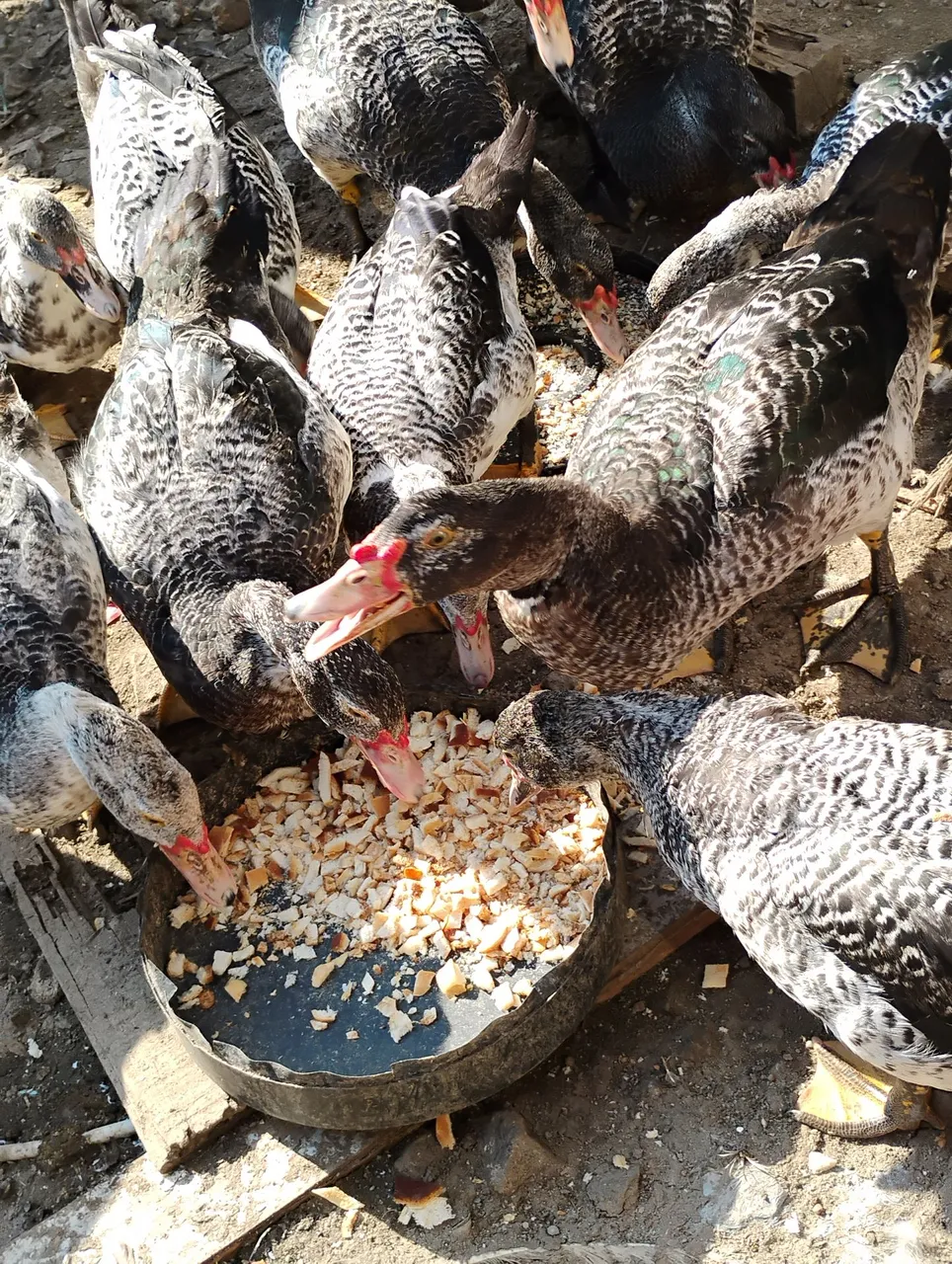 Patos