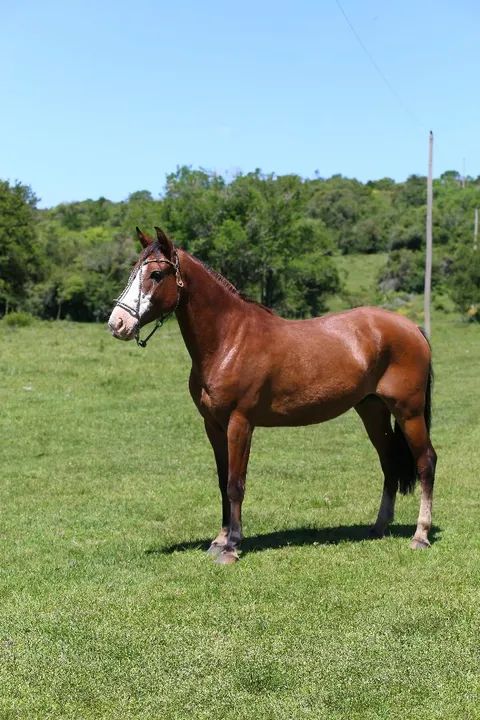 Cavalo crioulo - 5 anos - Foto 3