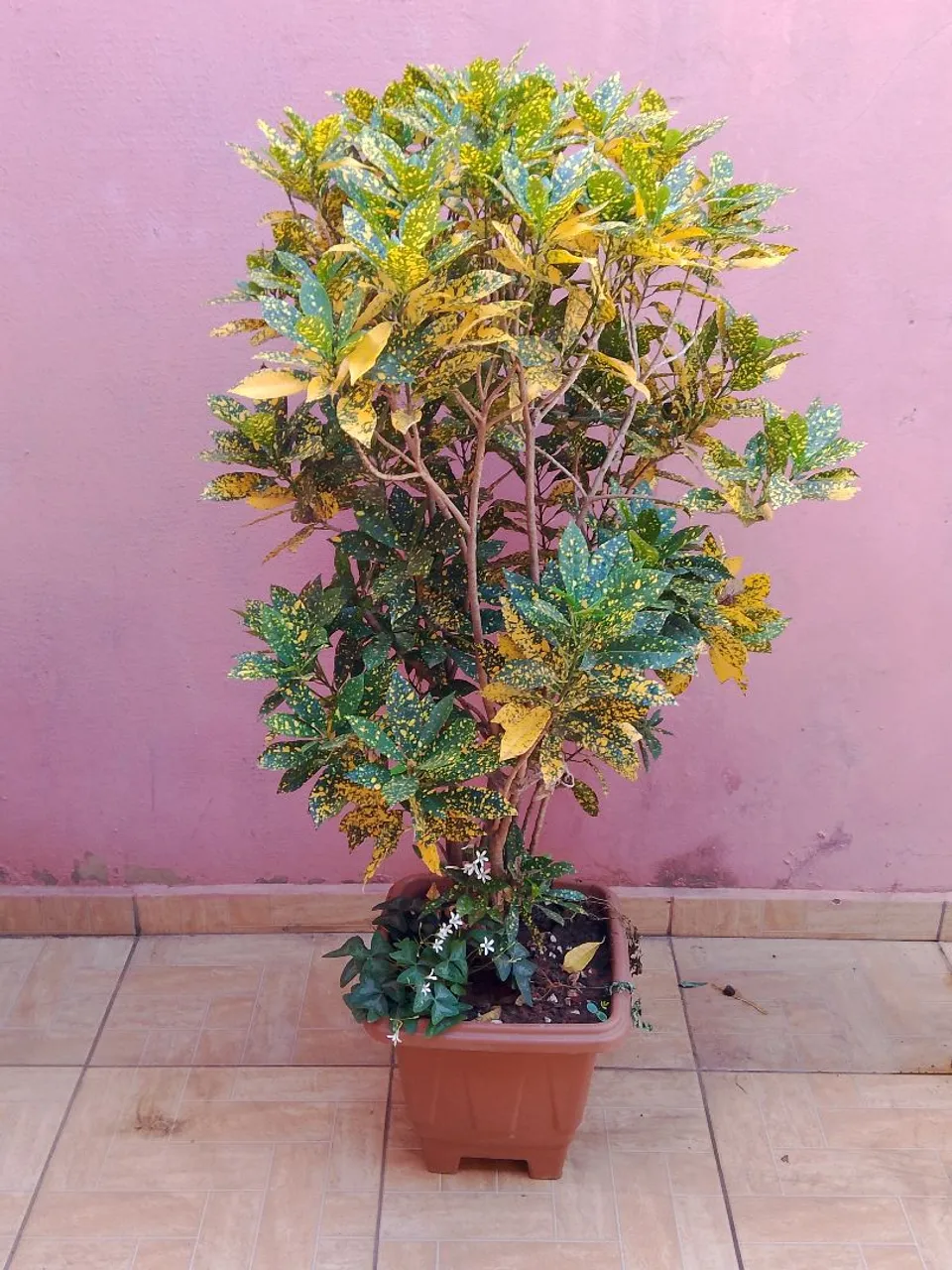 Planta cloton brasileiro tem 3 anos whatsapp *