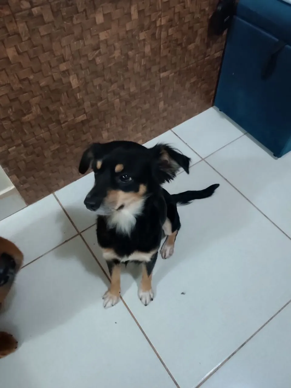 Filhote de porte pequeno, lindo e carinhoso