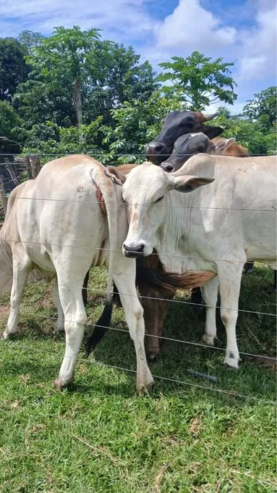 2 vacas, 3 novilhas e 3 bezerros!! - Foto 5