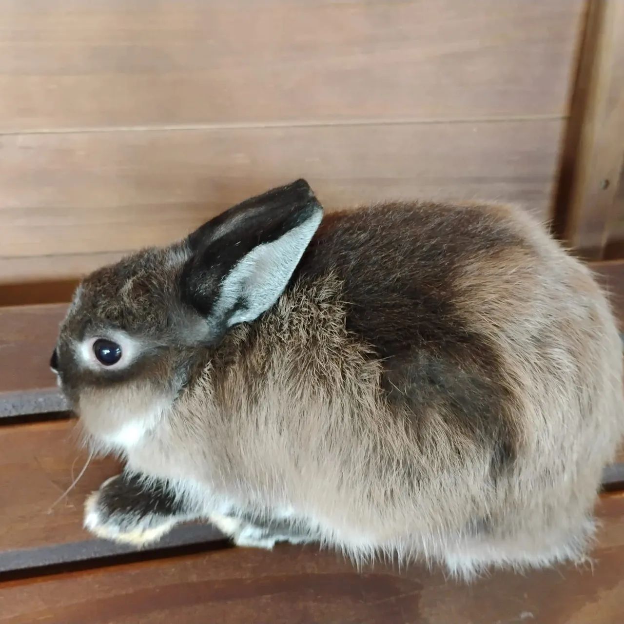 Super promoção de coelho anão netherland dwarf - Foto 2