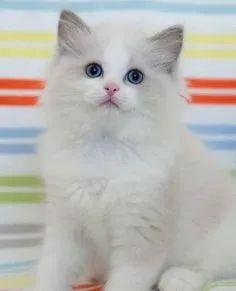 Encantadores Ragdoll 