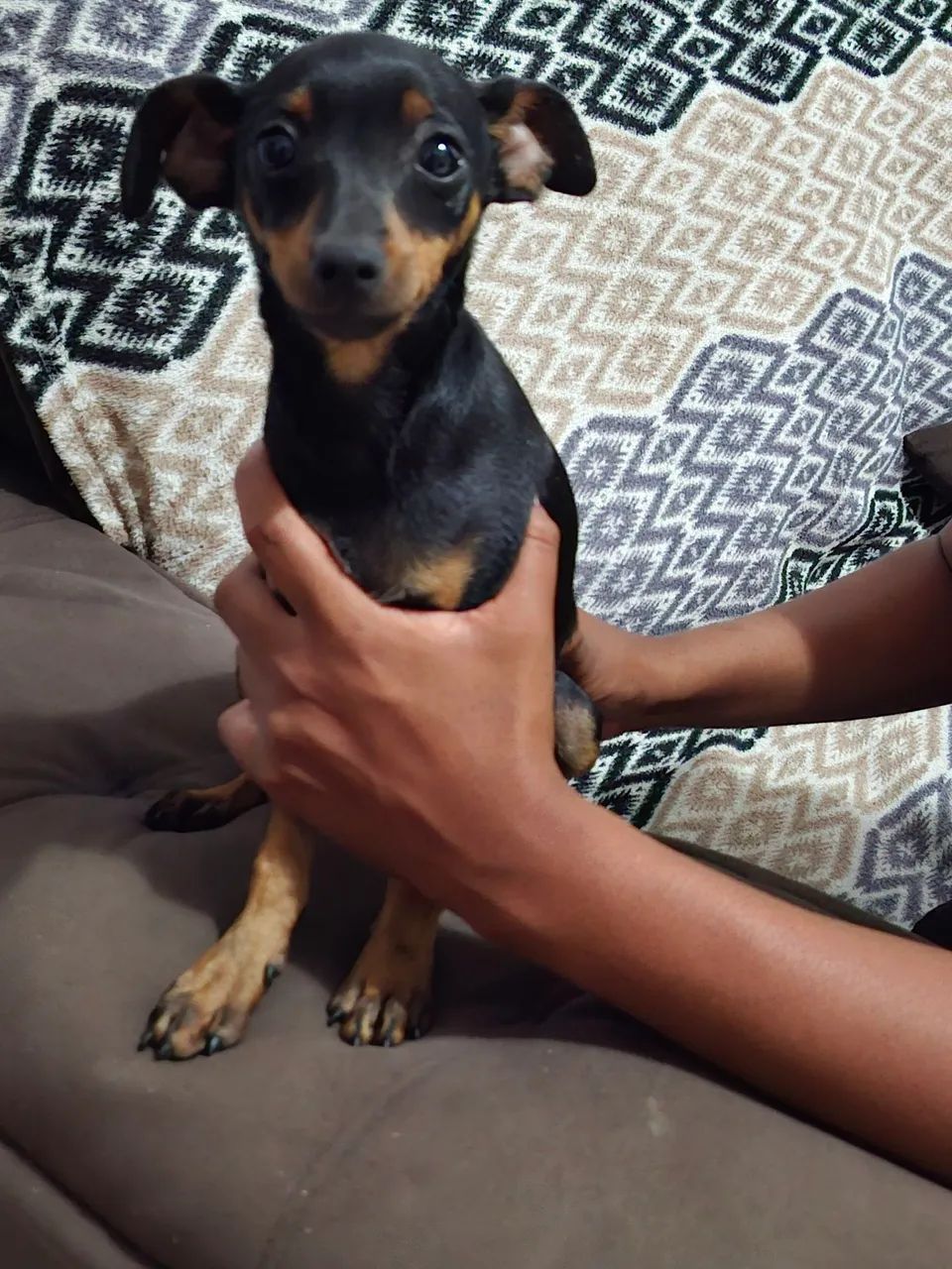 Filhote de pinscher 