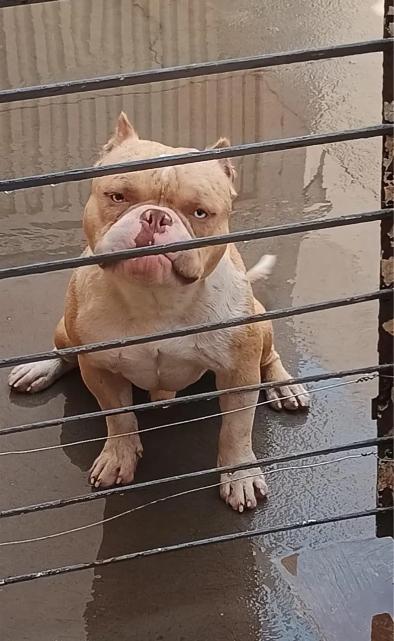 Filhote de Pitbull disponível para adoção