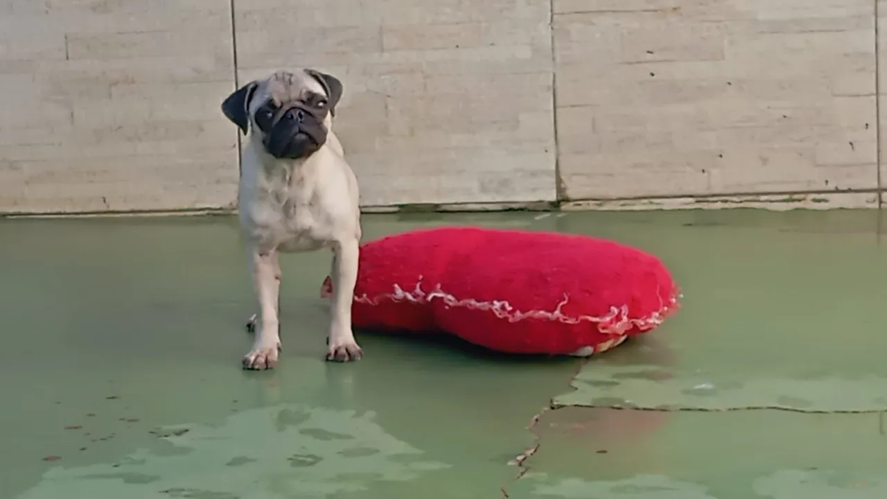Pug fêmea