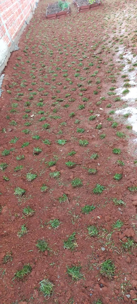 Gramado em processo de plantio