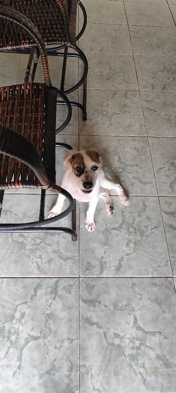 Cachorro fofo para adoção
