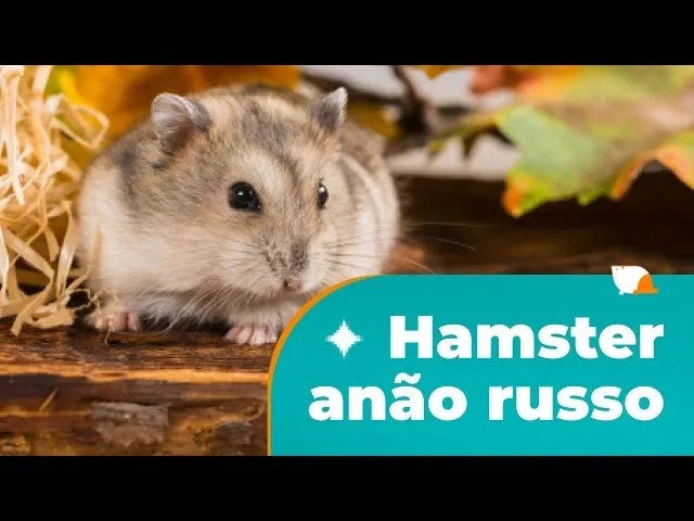 Hamster Anão russo