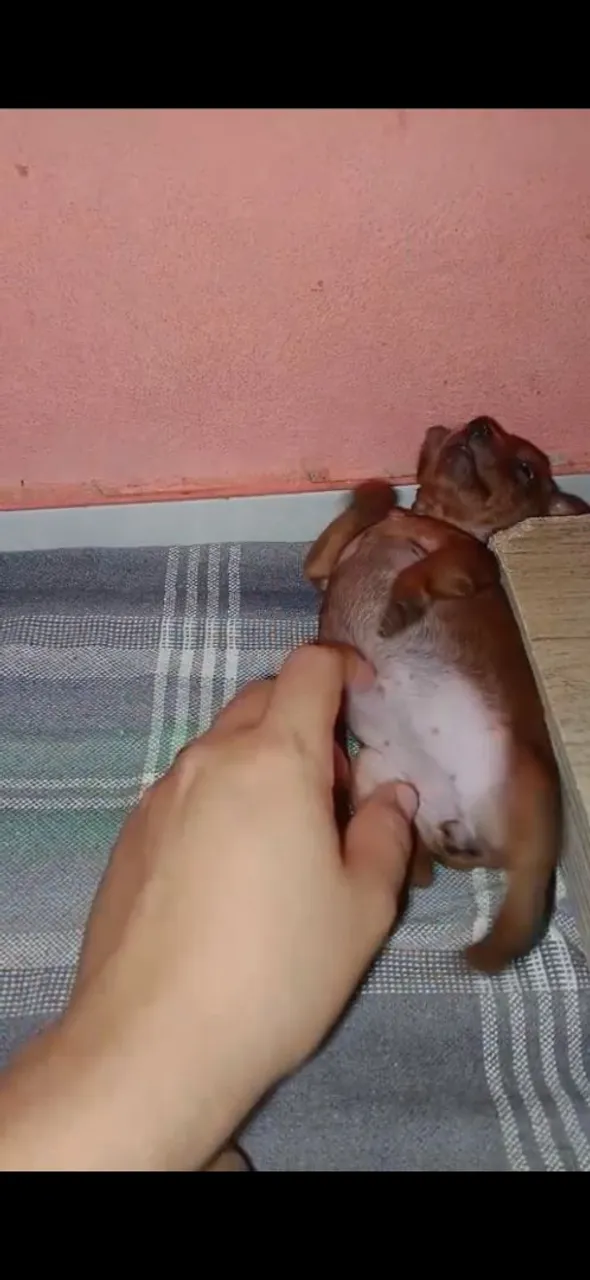 Filhote de Pinscher: Uma fofura para alegrar seu lar!,numeração 2