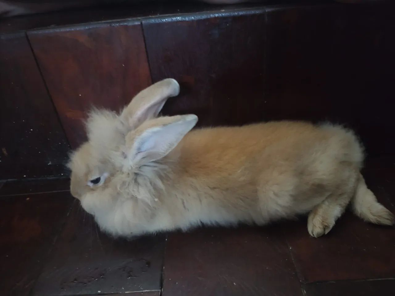 MINI COELHO  - Foto 2