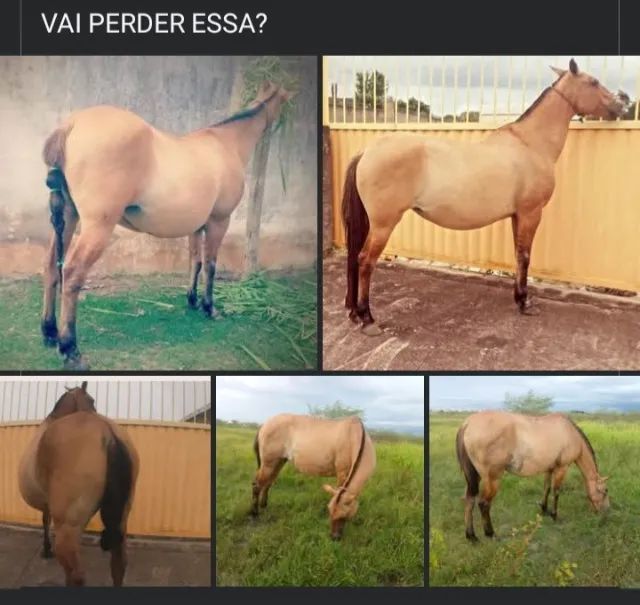 Égua Prenha Campolina  / Desocupando Espaço - Barato!