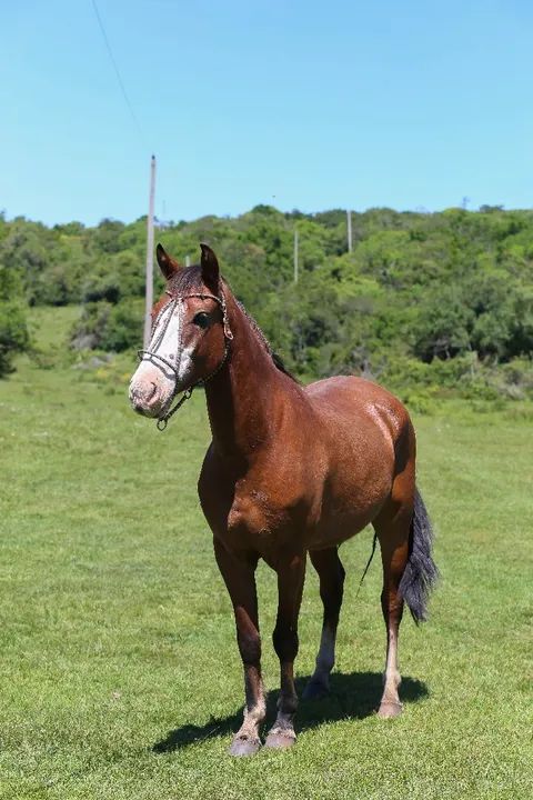 Cavalo crioulo - 5 anos