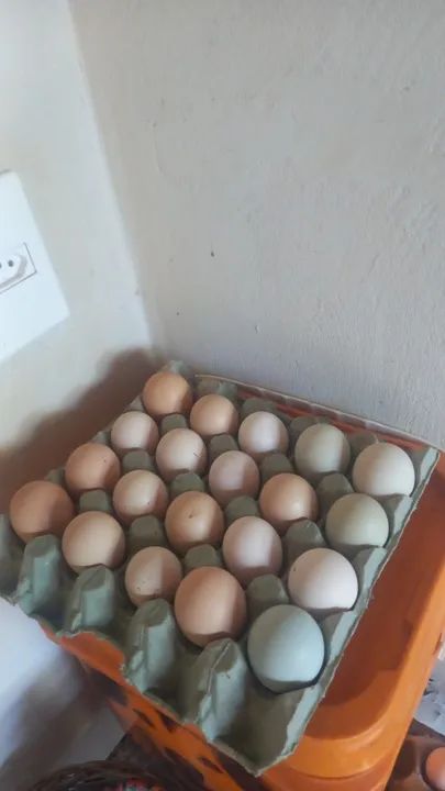 Ovos frescos de capoeira para venda e ovos de patas