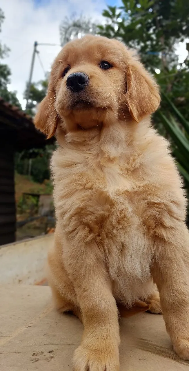 Linda Filhote de Golden Retriever fêmea