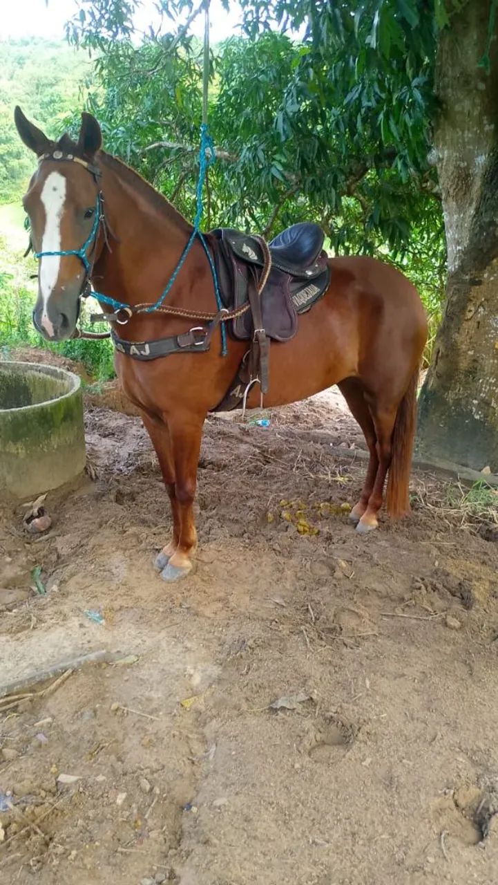 Égua Margalarga