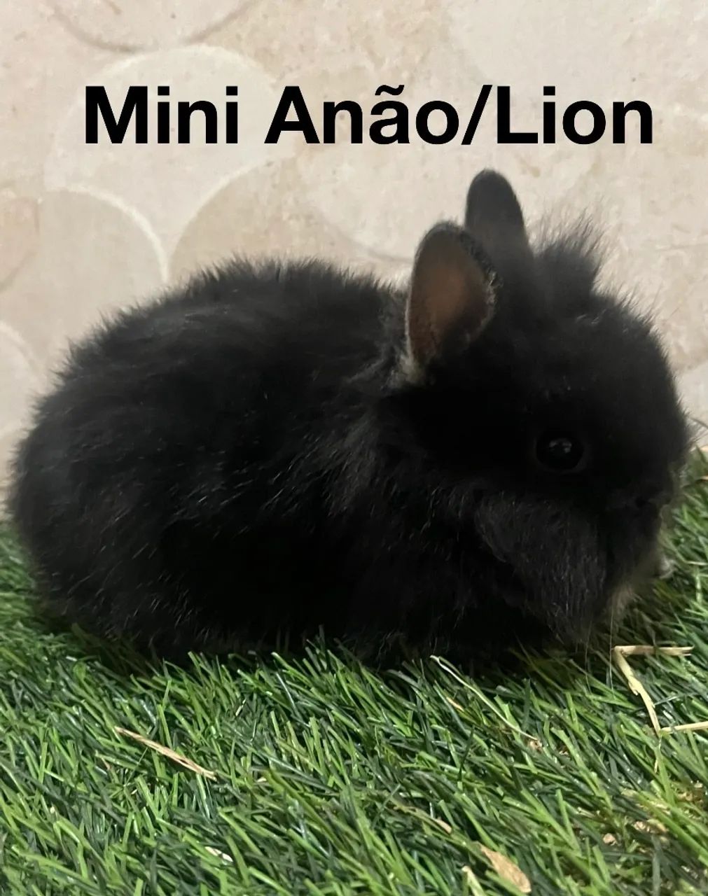 Mini coelhos - Foto 2