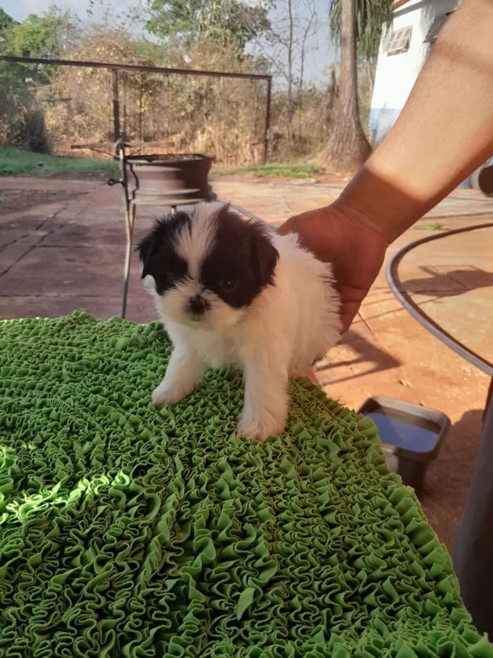 Cachorro Shitzu  - Foto 2