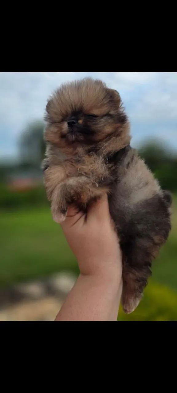 Filhotes de lulu da pomerania anão disponível  - Foto 3