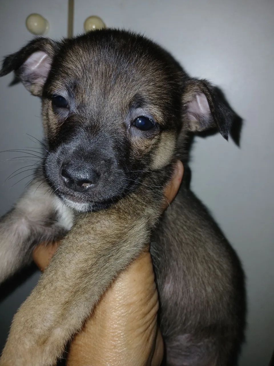 Doação de cachorrinhos  - Foto 3