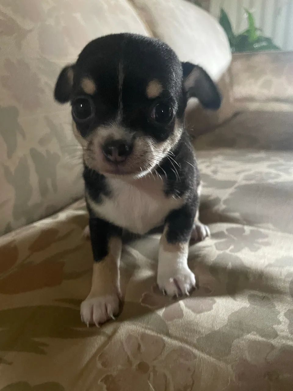 Filhote de chihuahua - Foto 3