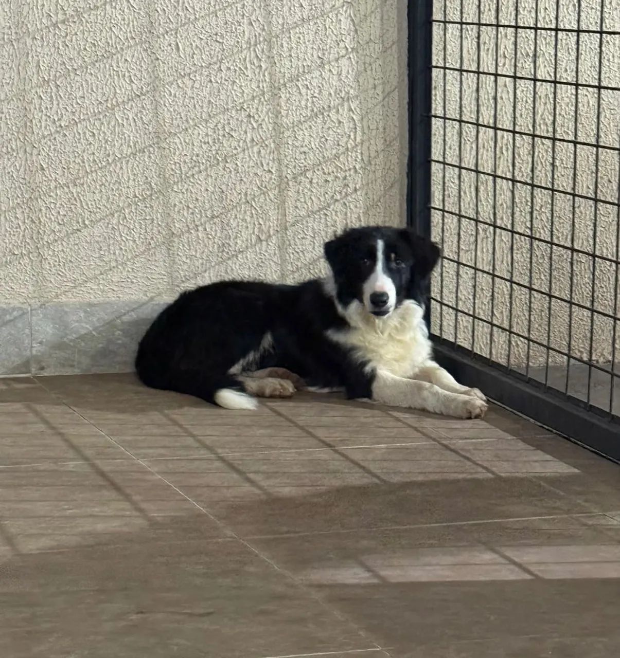 Vende-se Border Collie - Foto 3