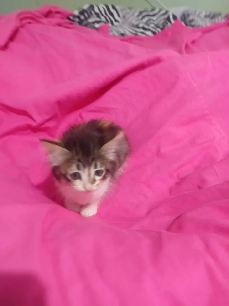 GATA ANGORA  LINDA PROMOÇÃO  - Foto 5