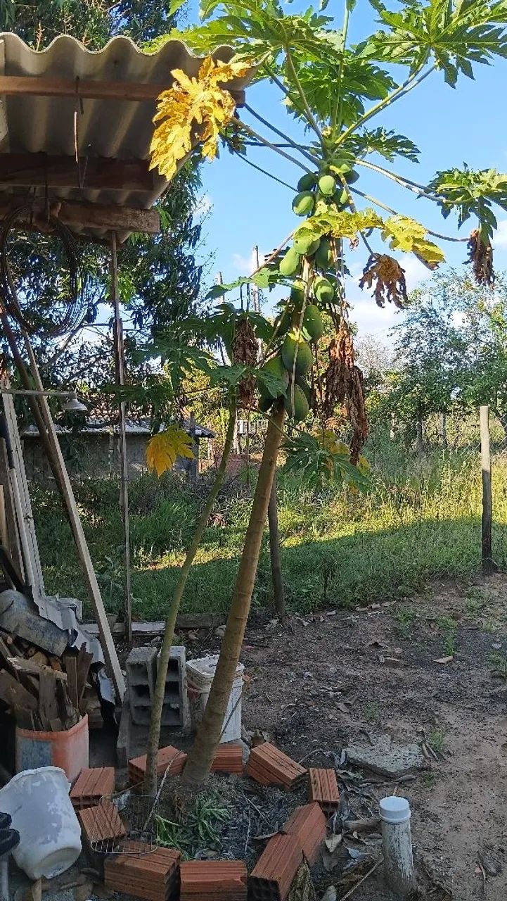 Rancho em Santa Maria da serra  - Foto 4