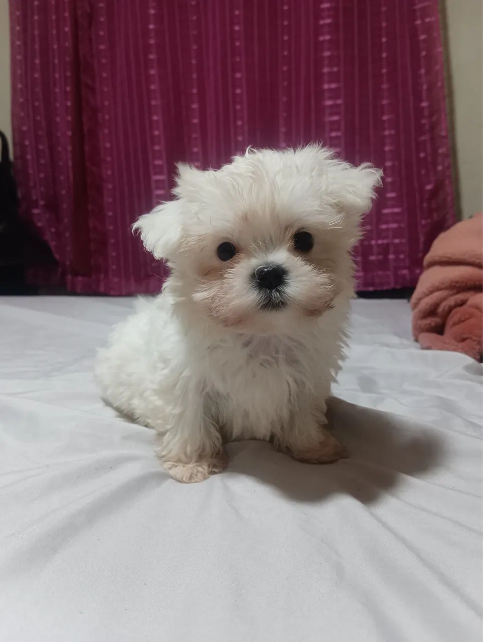 Maltês machos disponíveis 