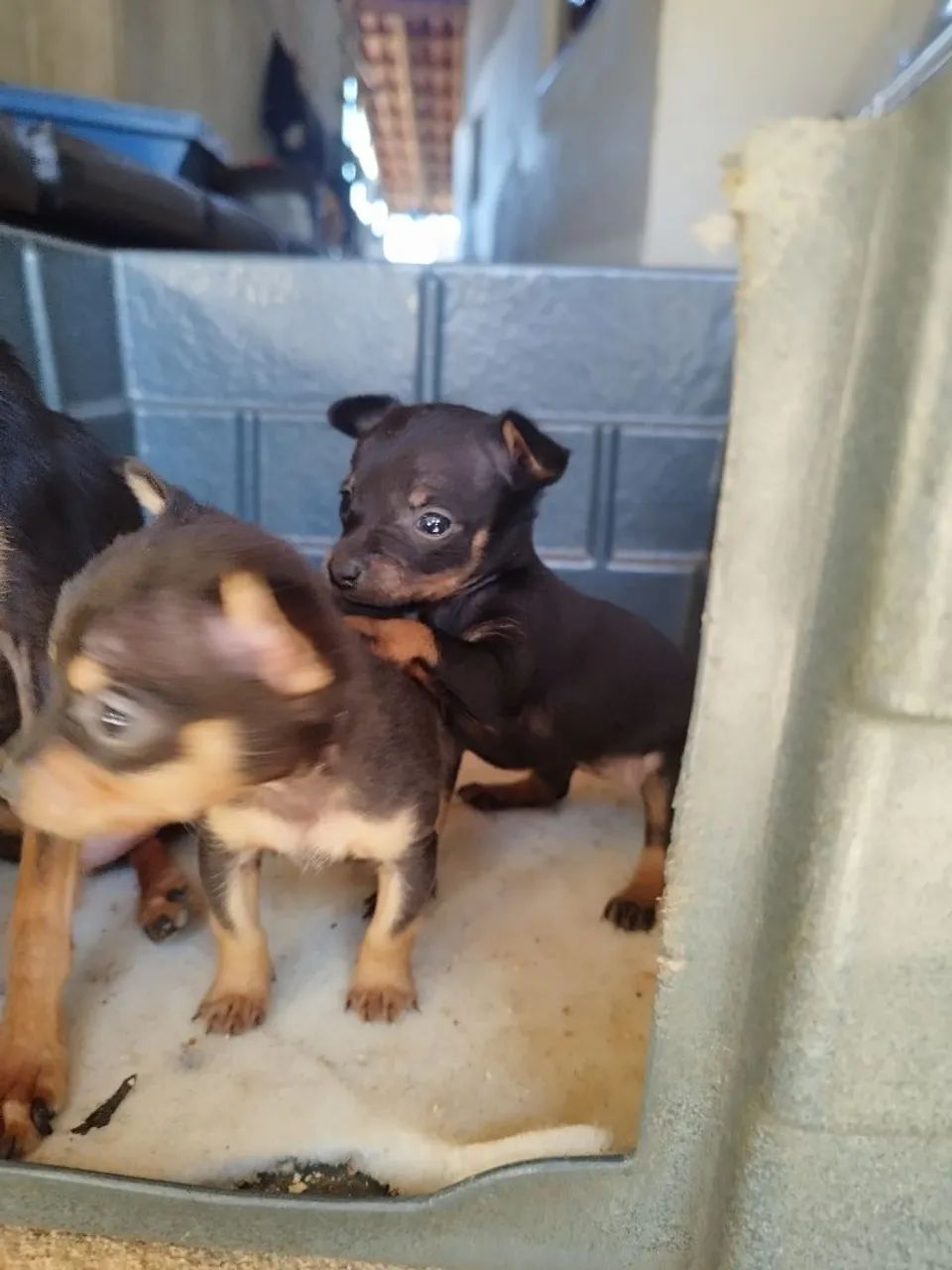 Pinscher Zero  - Foto 3