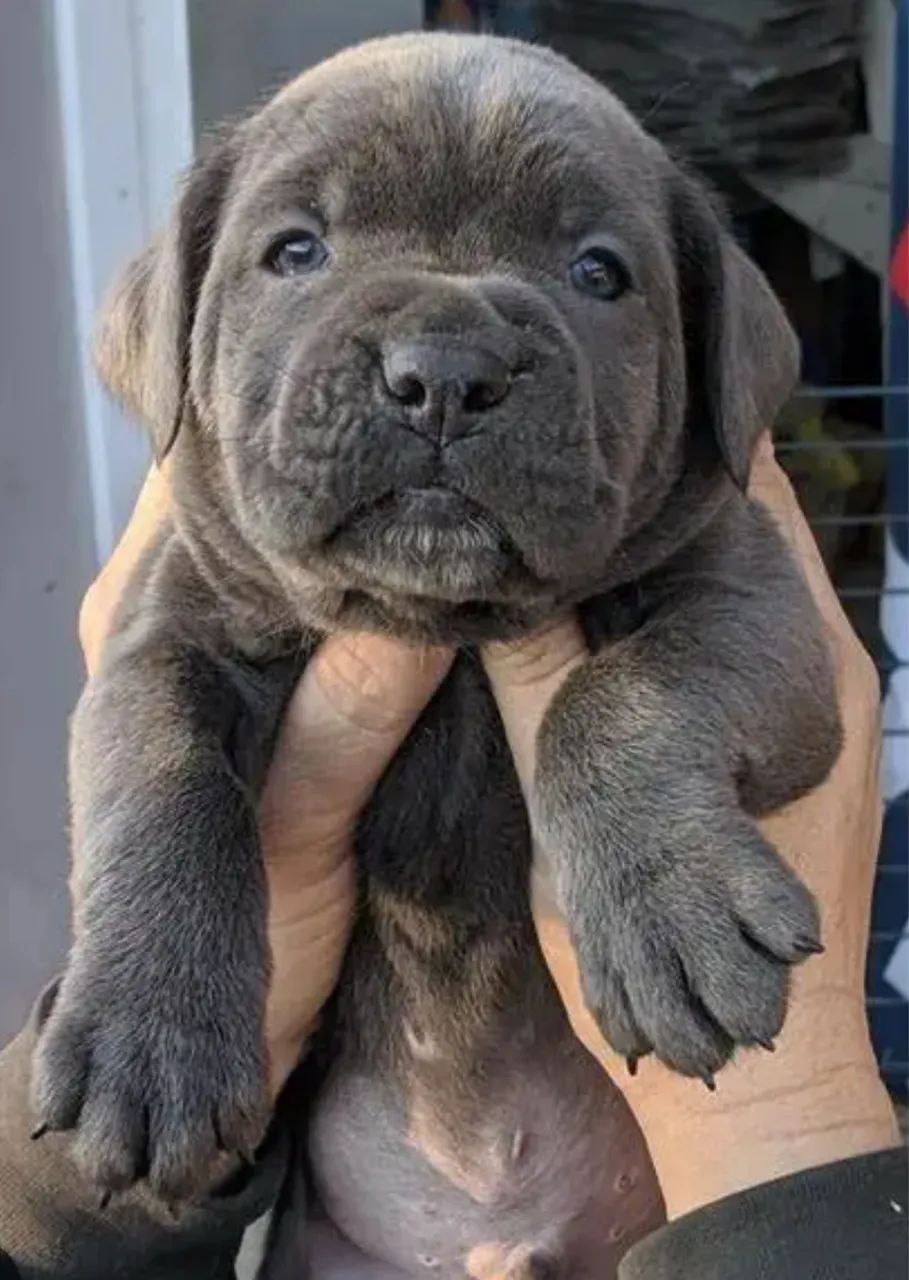 Cane corso  - Foto 3