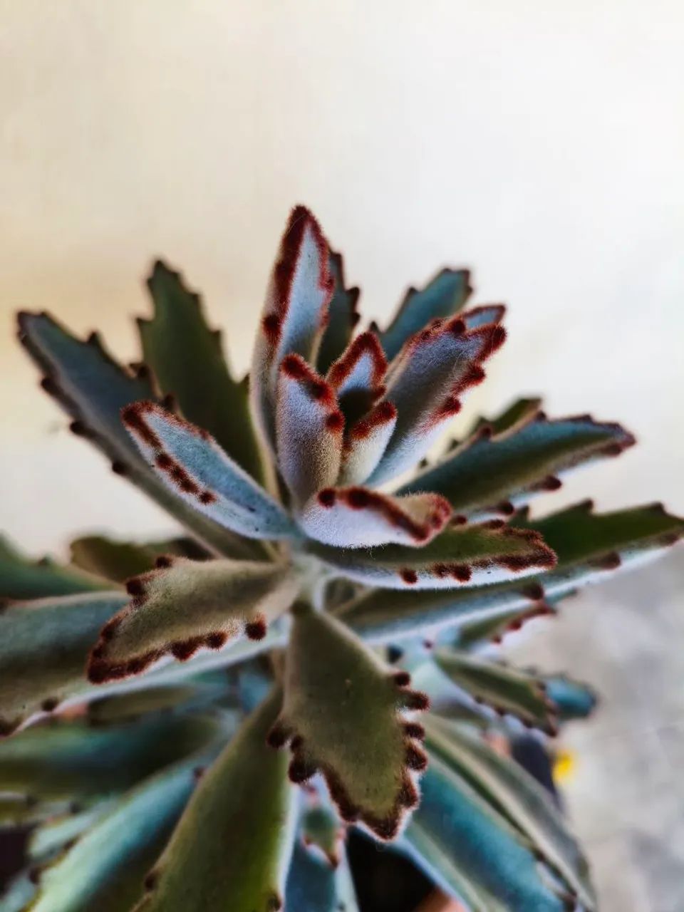 Lindas plantas, 30, 00  cada - Foto 3
