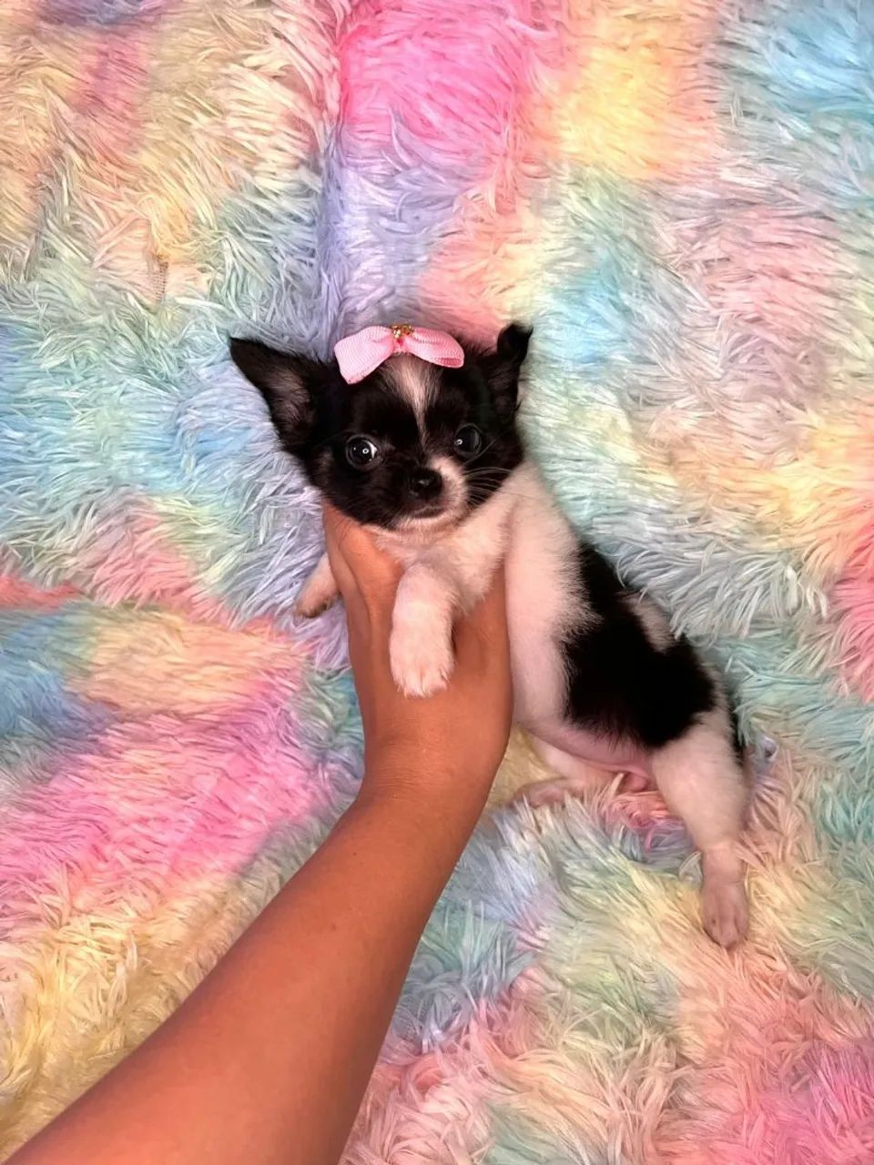 Chihuahua fêmea Pêlo longo preto com branco e castanho.  Uma fofurinha, alegre e cheia de  - Foto 3