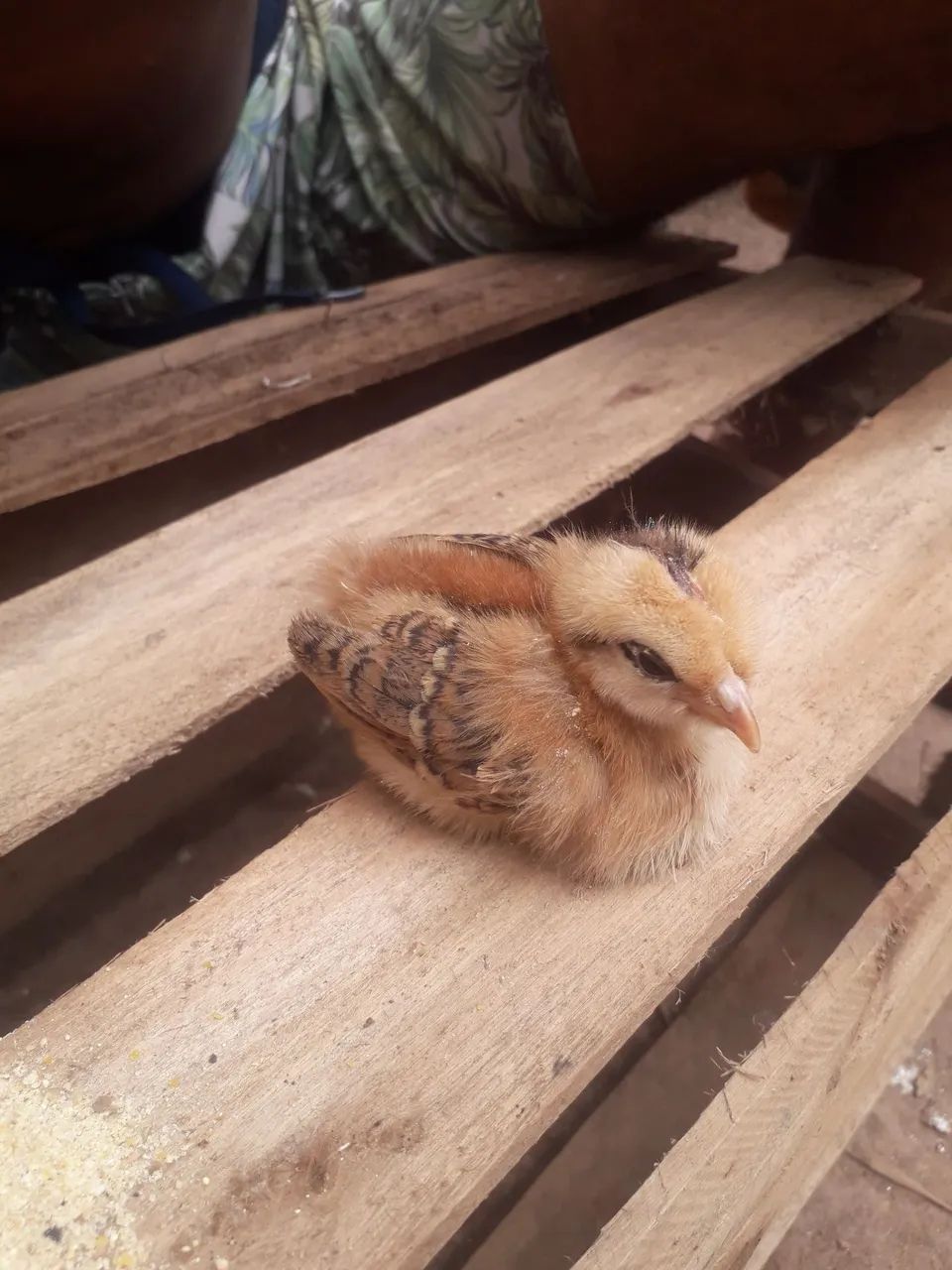 Pintinhos Easter Eggers - Foto 2